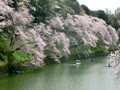 2017千鳥ヶ淵　桜