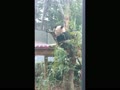 パンダのシャンシャン②(30年2月22日。上野動物園)